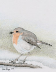 Drawing demo of a robin