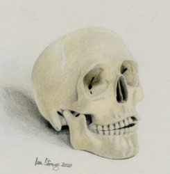 Drawing demo of a skull