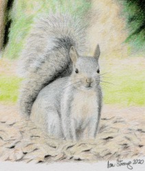 Drawing demo of a grey squirrel